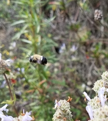 Habropoda tristissima