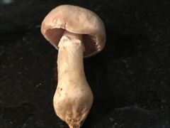 Agaricus bisporus