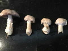 Agaricus bisporus