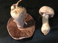 Agaricus bisporus