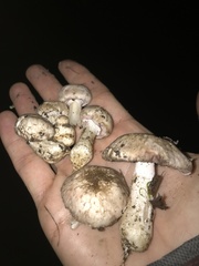 Agaricus bisporus