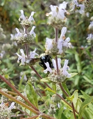 Habropoda tristissima