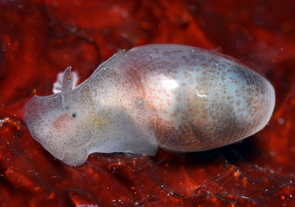 Atys semistriatus