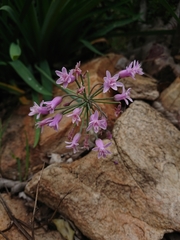 Tulbaghia simmleri