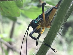 Pterophylla beltrani