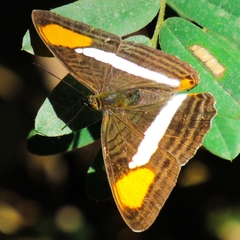 Adelpha