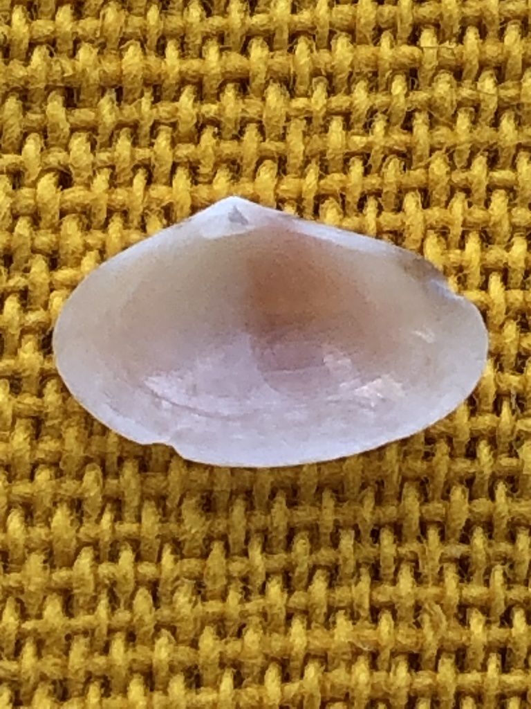 Concentric Ervilia