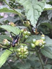 Pterophylla beltrani