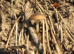 Strobilurus esculentus