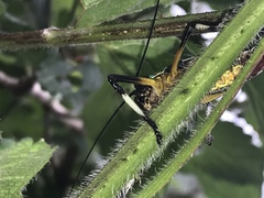Pterophylla beltrani