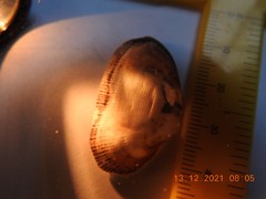 Barbatia novaezealandiae
