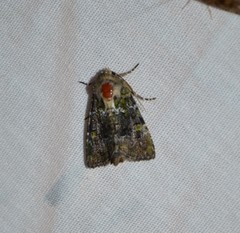 Oligia chlorostigma