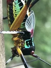 Pterophylla beltrani