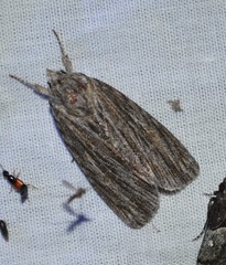 Acronicta lithospila