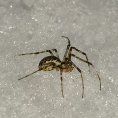 Pityohyphantes phrygianus