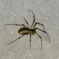 Pityohyphantes phrygianus