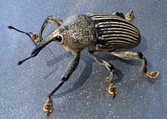 Cholus parallelogrammus