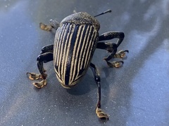 Cholus parallelogrammus