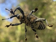 Cholus parallelogrammus