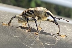 Cholus parallelogrammus