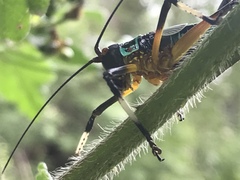 Pterophylla beltrani