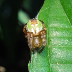 Araneus venatrix
