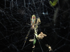 Trichonephila clavipes