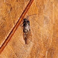 Teliapsocus