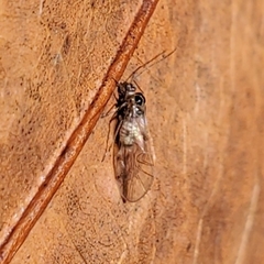 Teliapsocus