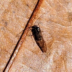 Teliapsocus