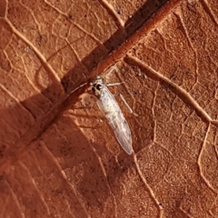 Teliapsocus
