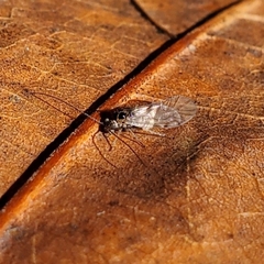 Teliapsocus