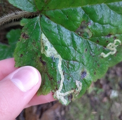Phytomyza tiarellae