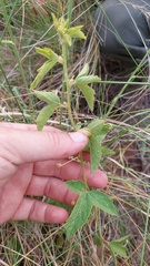 Passiflora chrysophylla