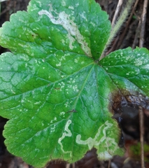 Phytomyza tiarellae