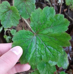 Phytomyza tiarellae