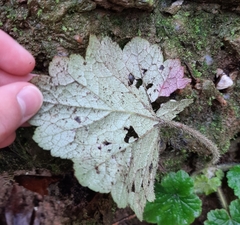 Phytomyza tiarellae