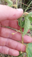 Passiflora chrysophylla