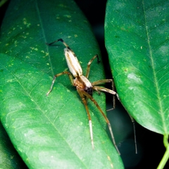 Anyphaenidae