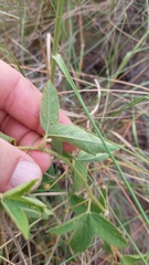 Passiflora chrysophylla