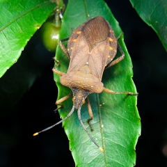 Heteroptera