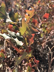 Quercus havardii