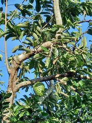 Annona muricata image