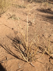 Panicum hirticaule