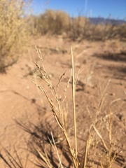 Panicum hirticaule