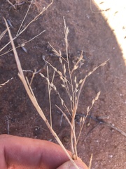 Panicum hirticaule