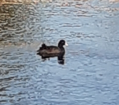 Fulica atra