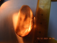 Barbatia novaezealandiae