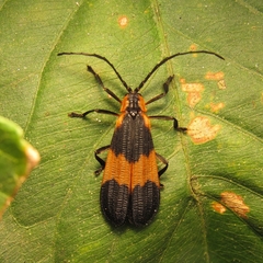 Lycidae