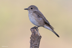 Muscicapa striata tyrrhenica